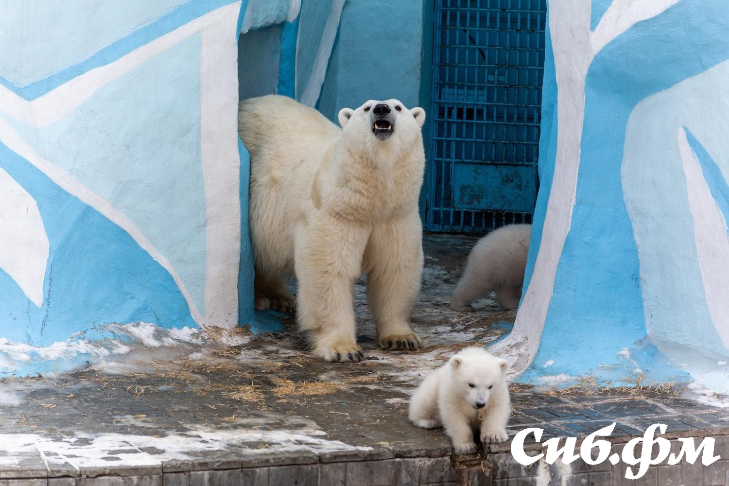 Фото Опубликованы 15 фото белых медвежат Герды из Новосибирского зоопарка 5